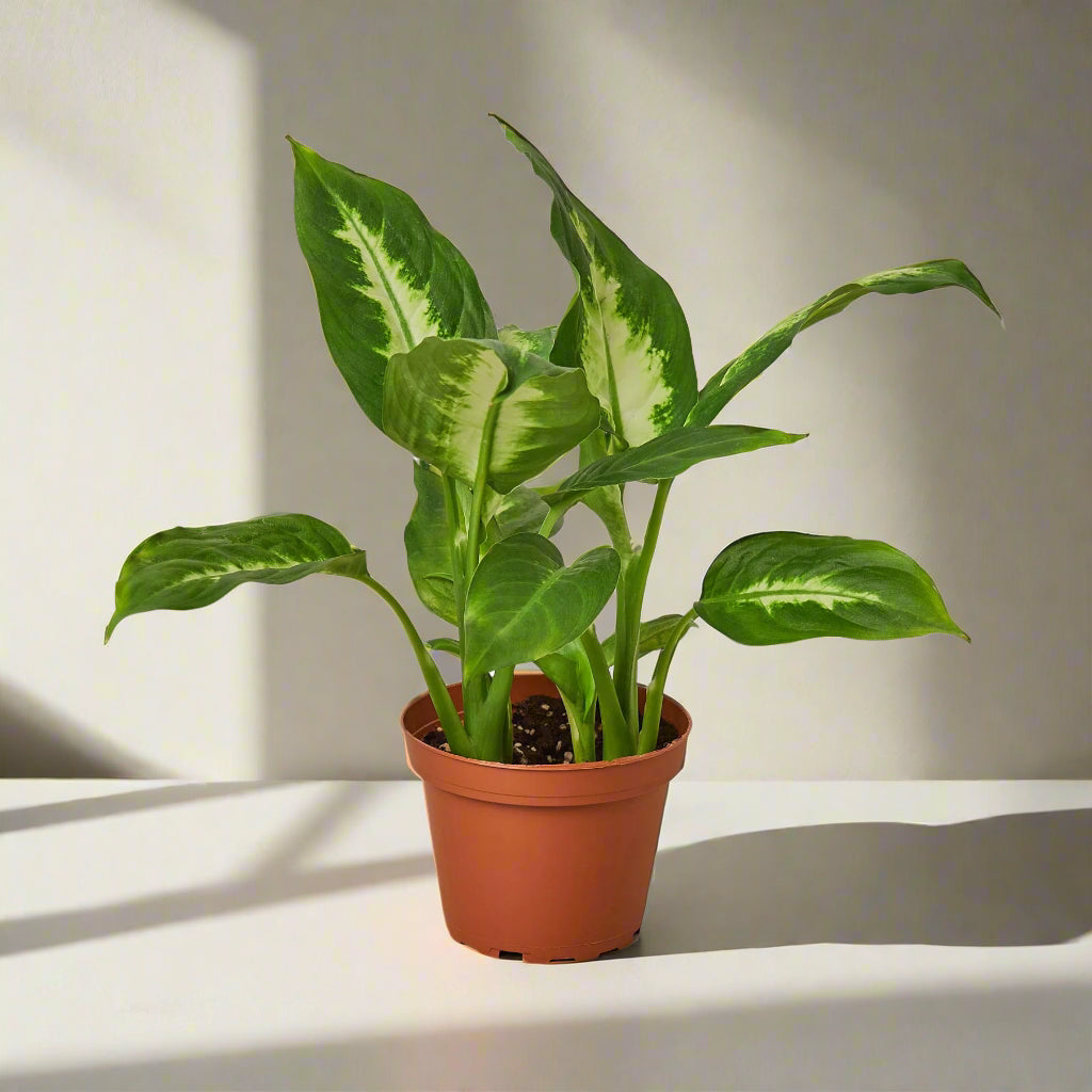 Dieffenbachia Camille