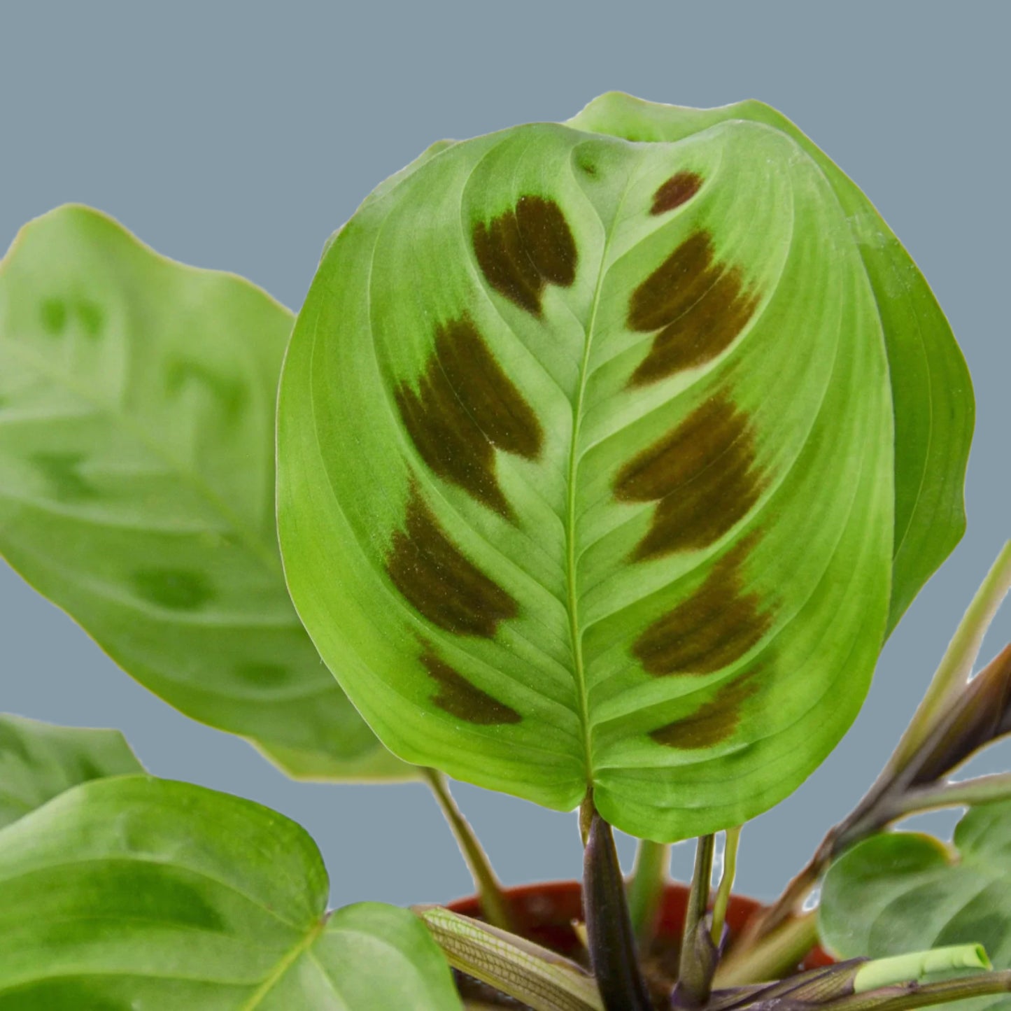 Maranta 'Leuconeura'