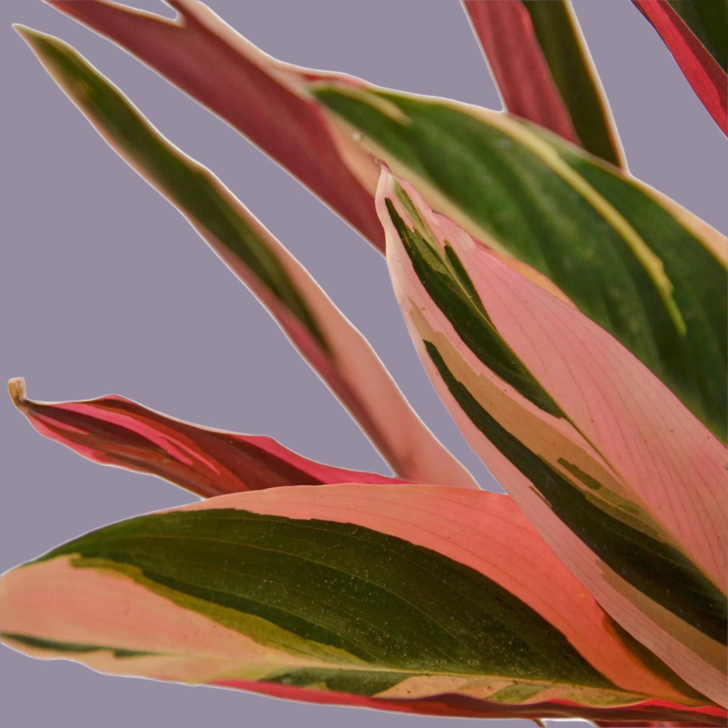Stromanthe Triostar