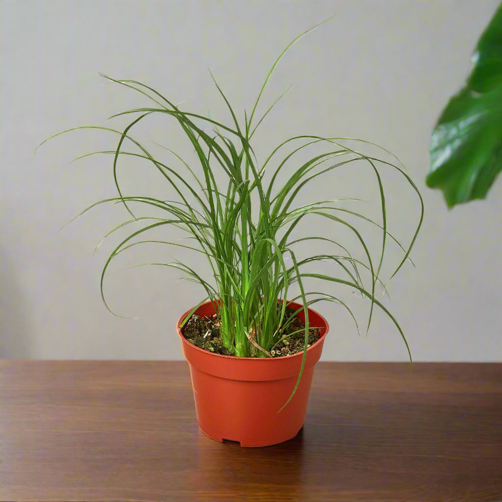 Palm Ponytail