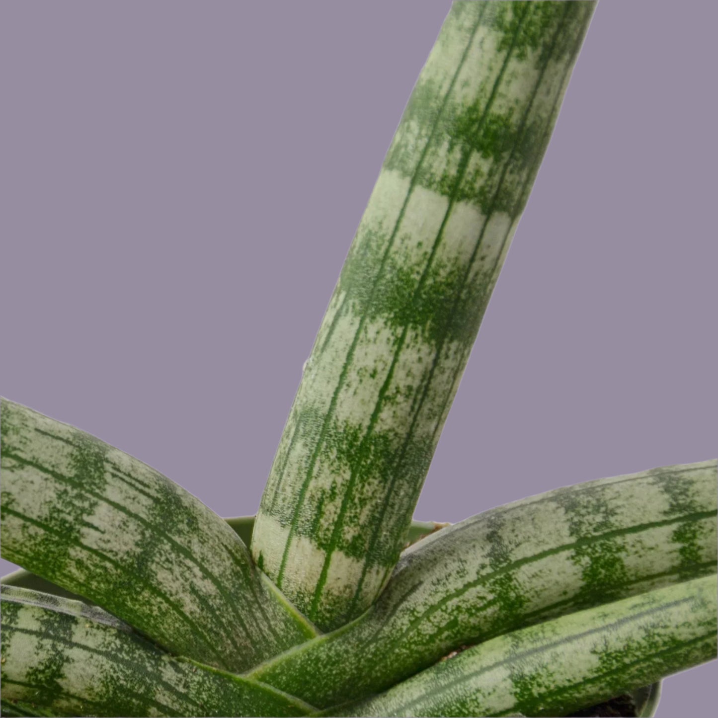 Snake Plant Starfish