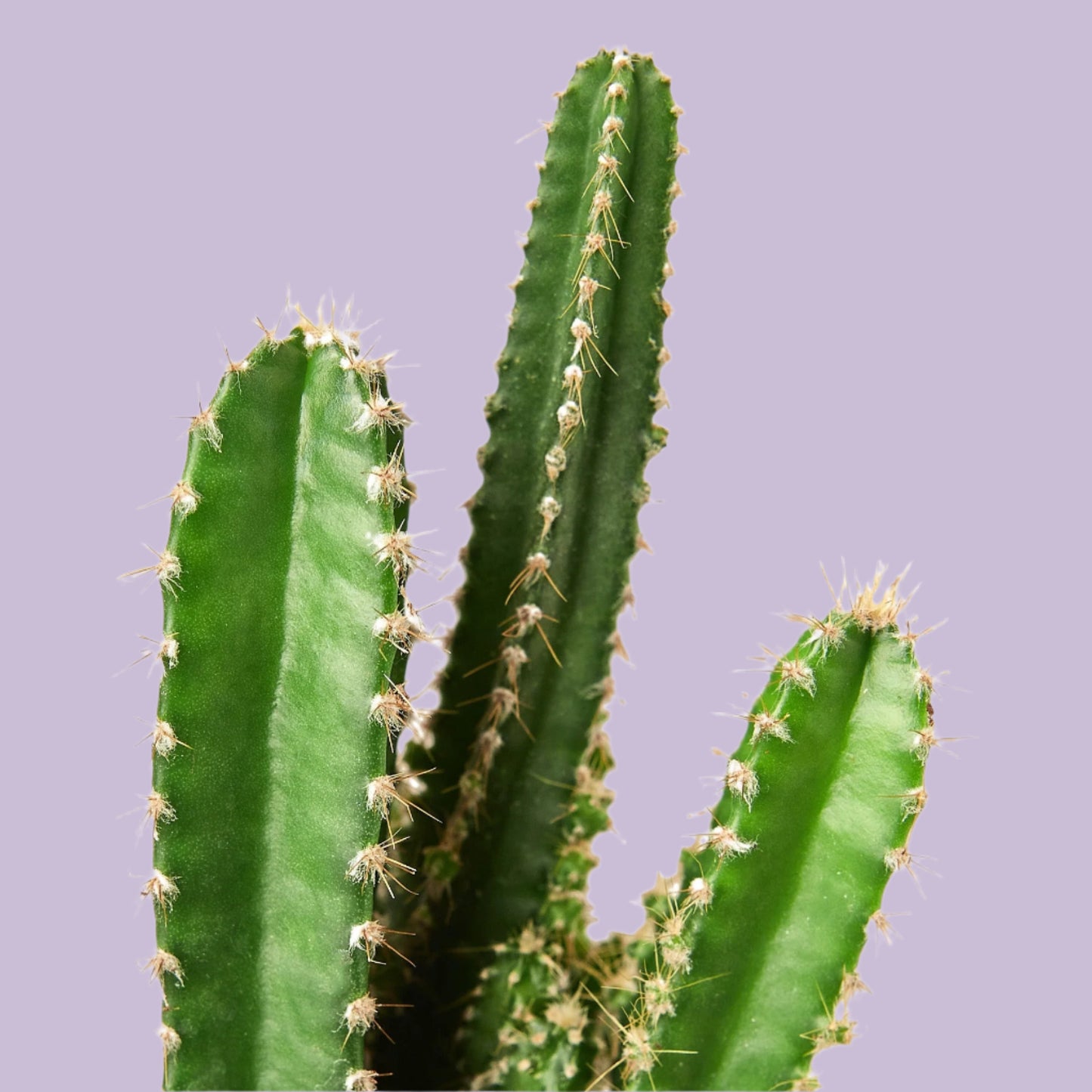Fairy Castle Cactus - Small