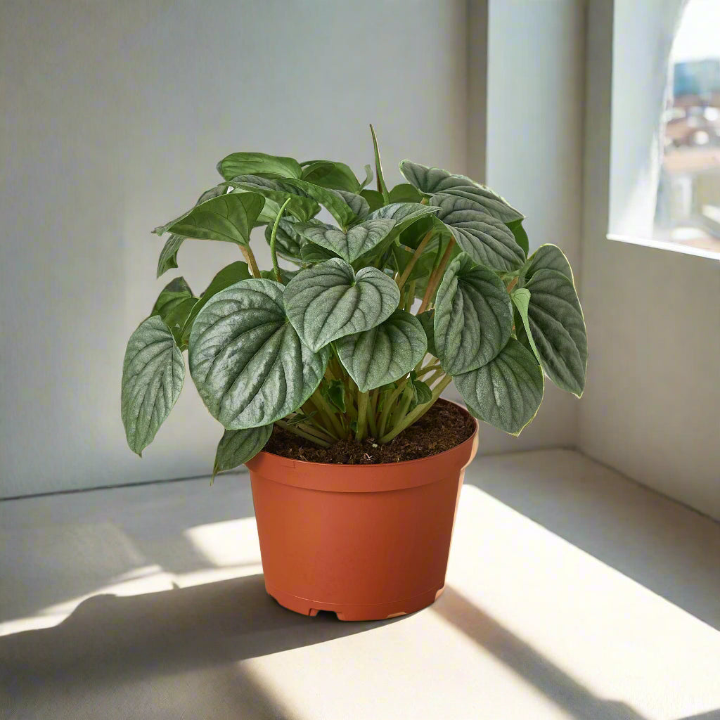 Peperomia 'Frost'