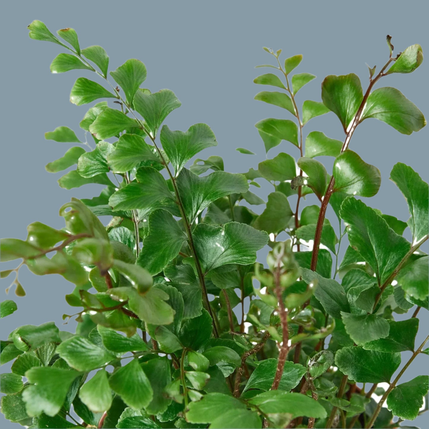 Mahogany Fern