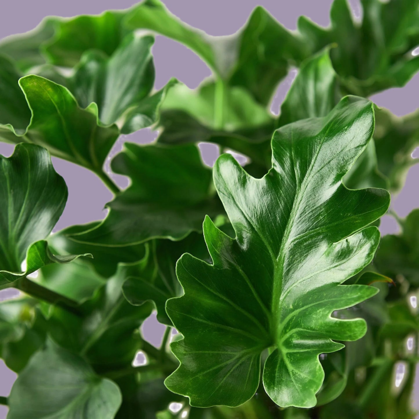 Philodendron ‘Little Hope'