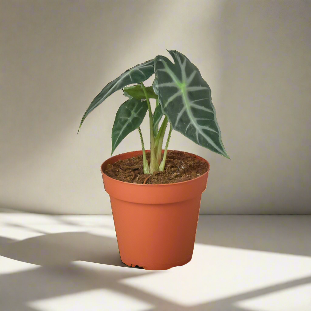 Alocasia Amazonica 'Bambino'