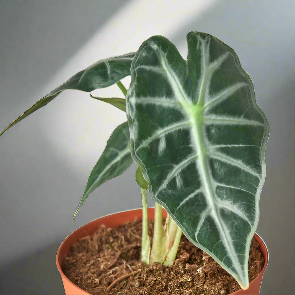 Alocasia Amazonica 'Bambino'