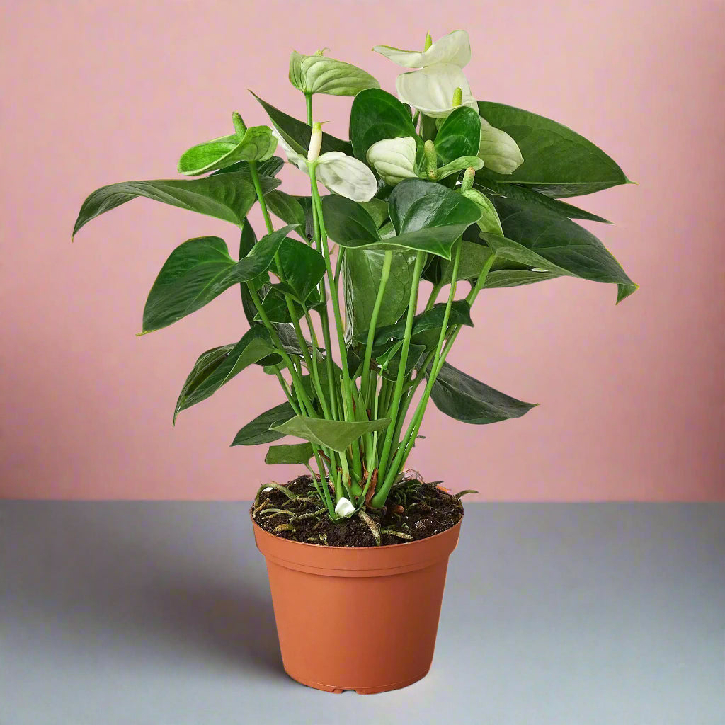 Anthurium 'White'
