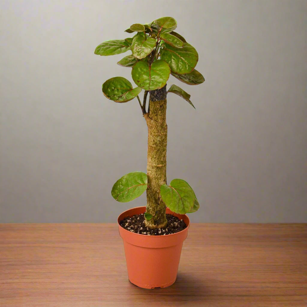 Aralia Fabian Stump 'Polyscias Scutellaria'