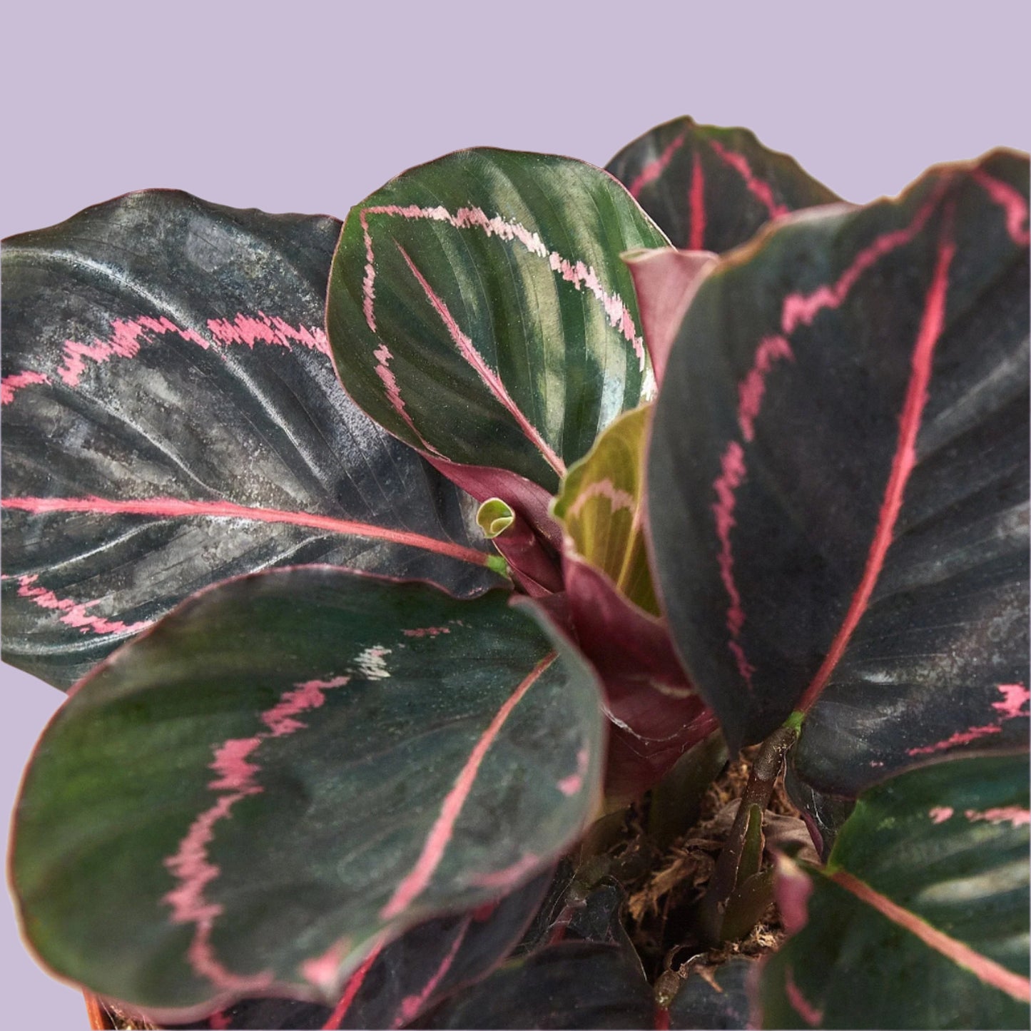 Calathea Roseopicta 'Dottie'