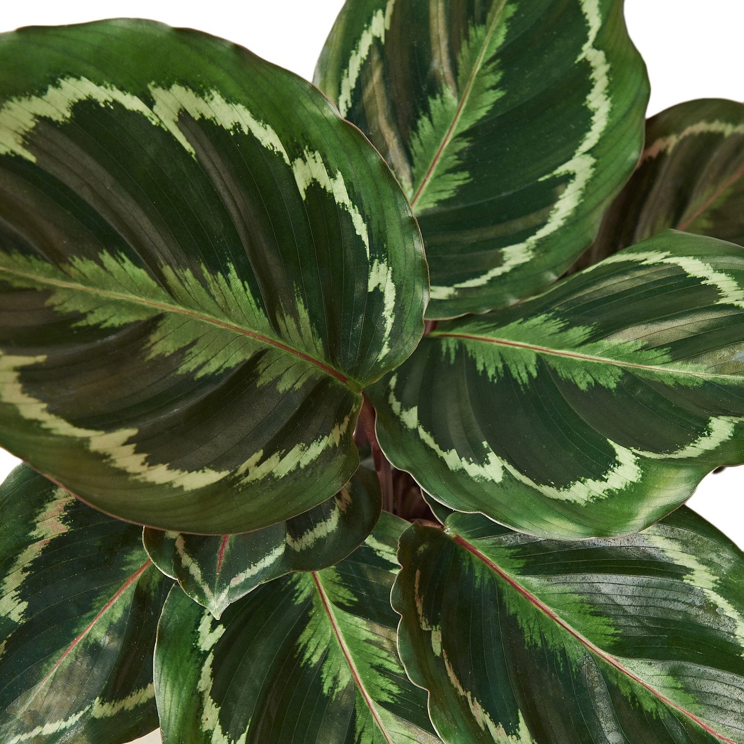 Calathea Medallion