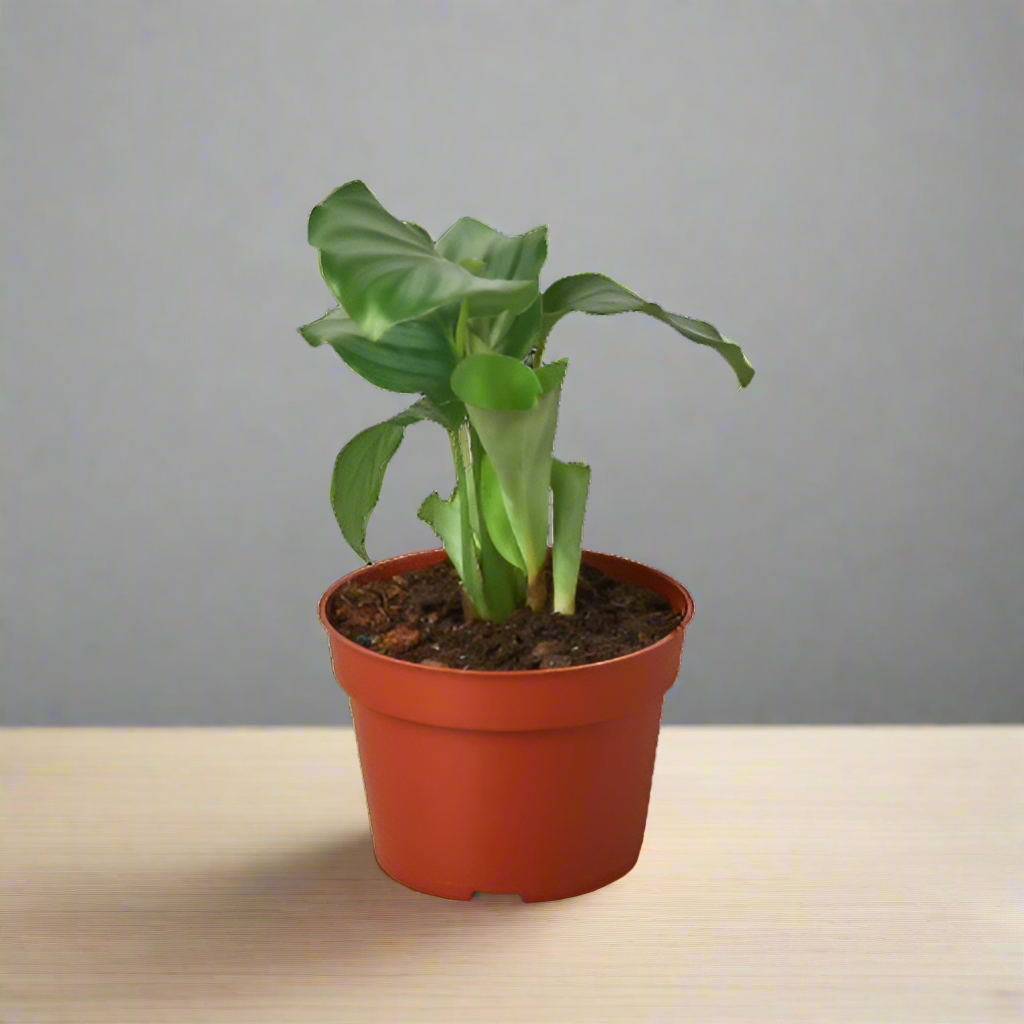 Calathea 'Orbifolia'