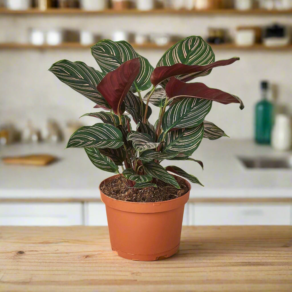 Calathea 'Ornata'
