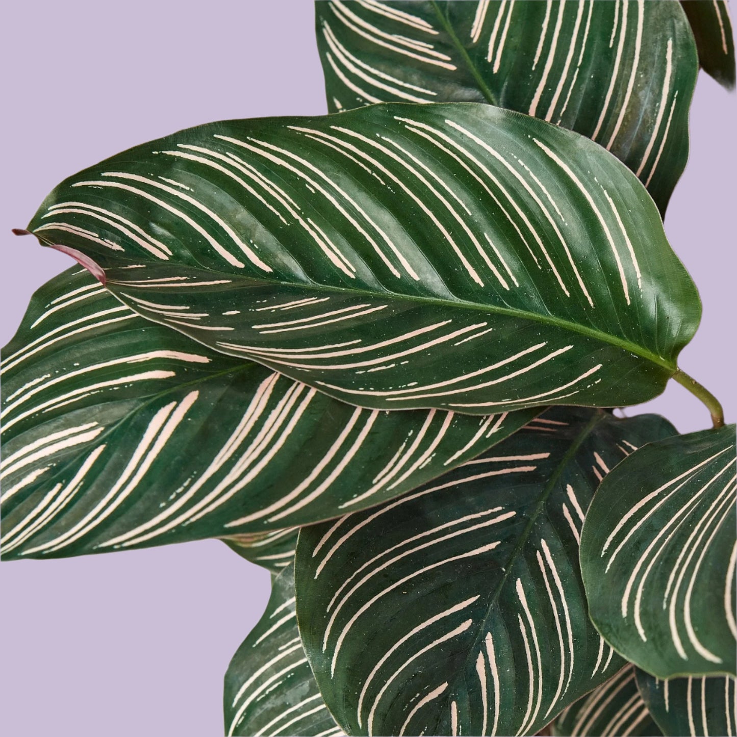 Calathea 'Ornata'
