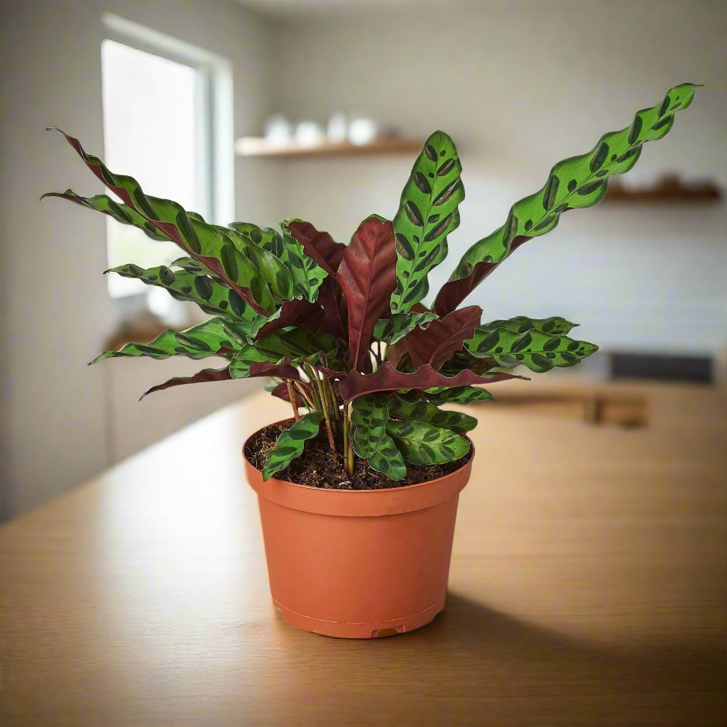 Calathea Lancifolia 'Rattlesnake'