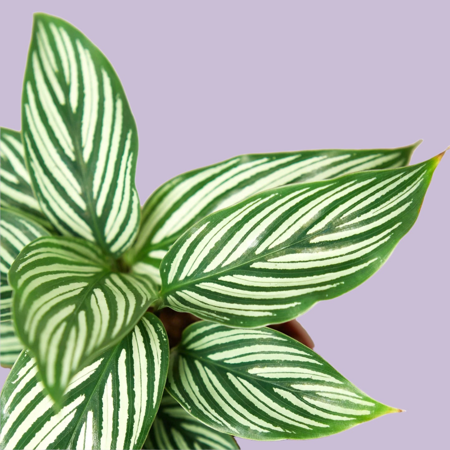 Calathea 'Vittata'