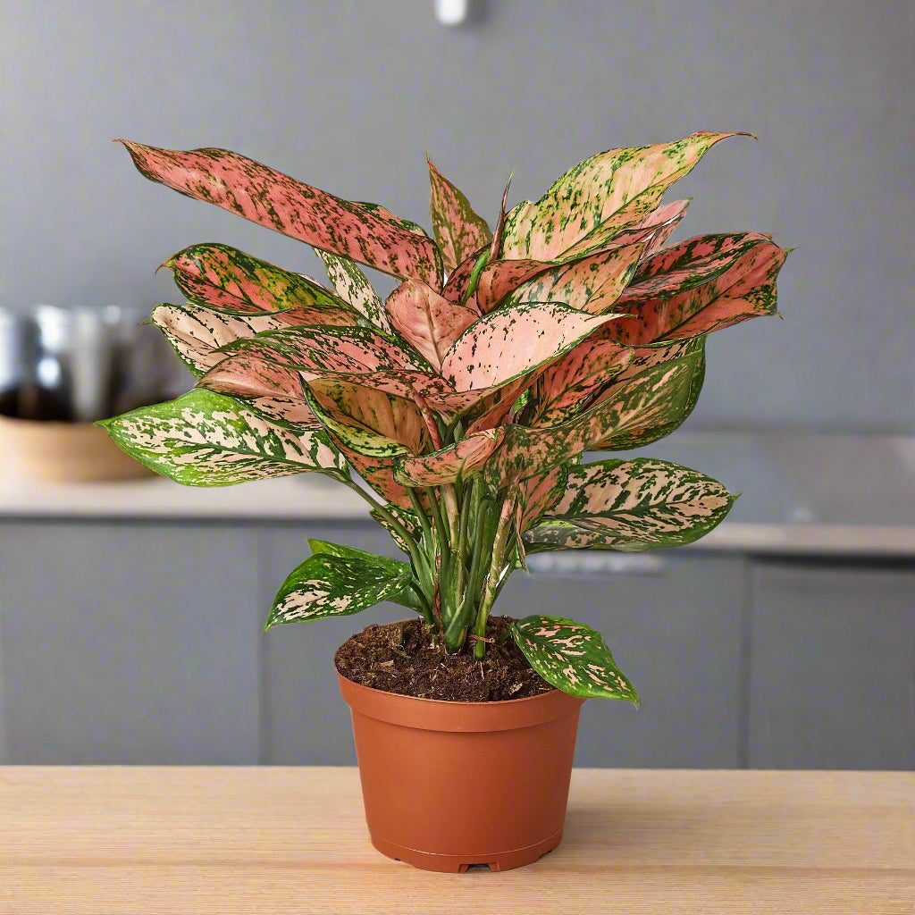 Chinese Evergreen 'Lady Valentine'