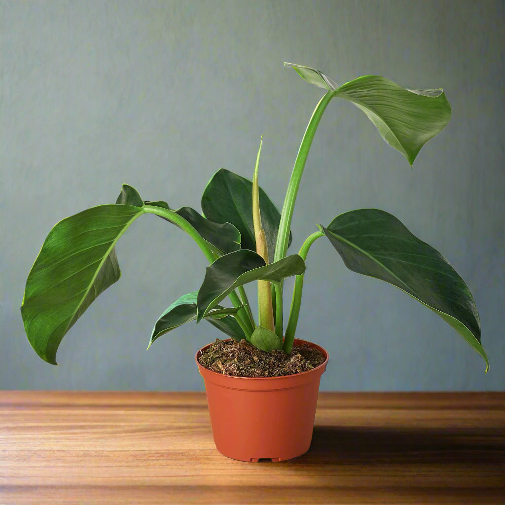 Philodendron 'Congo Green'