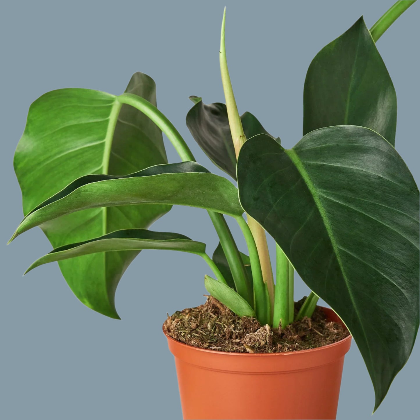 Philodendron 'Congo Green'