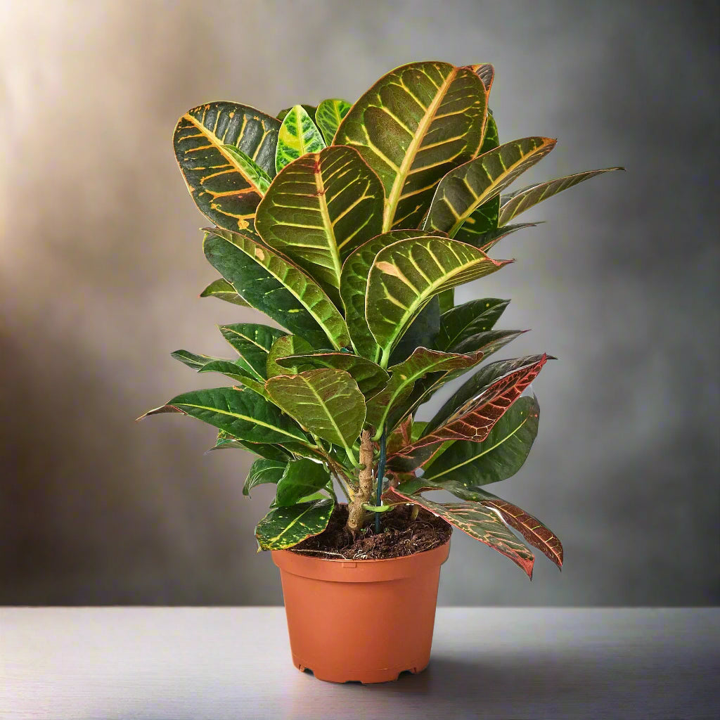 Croton Petra 'Joseph's Coat'