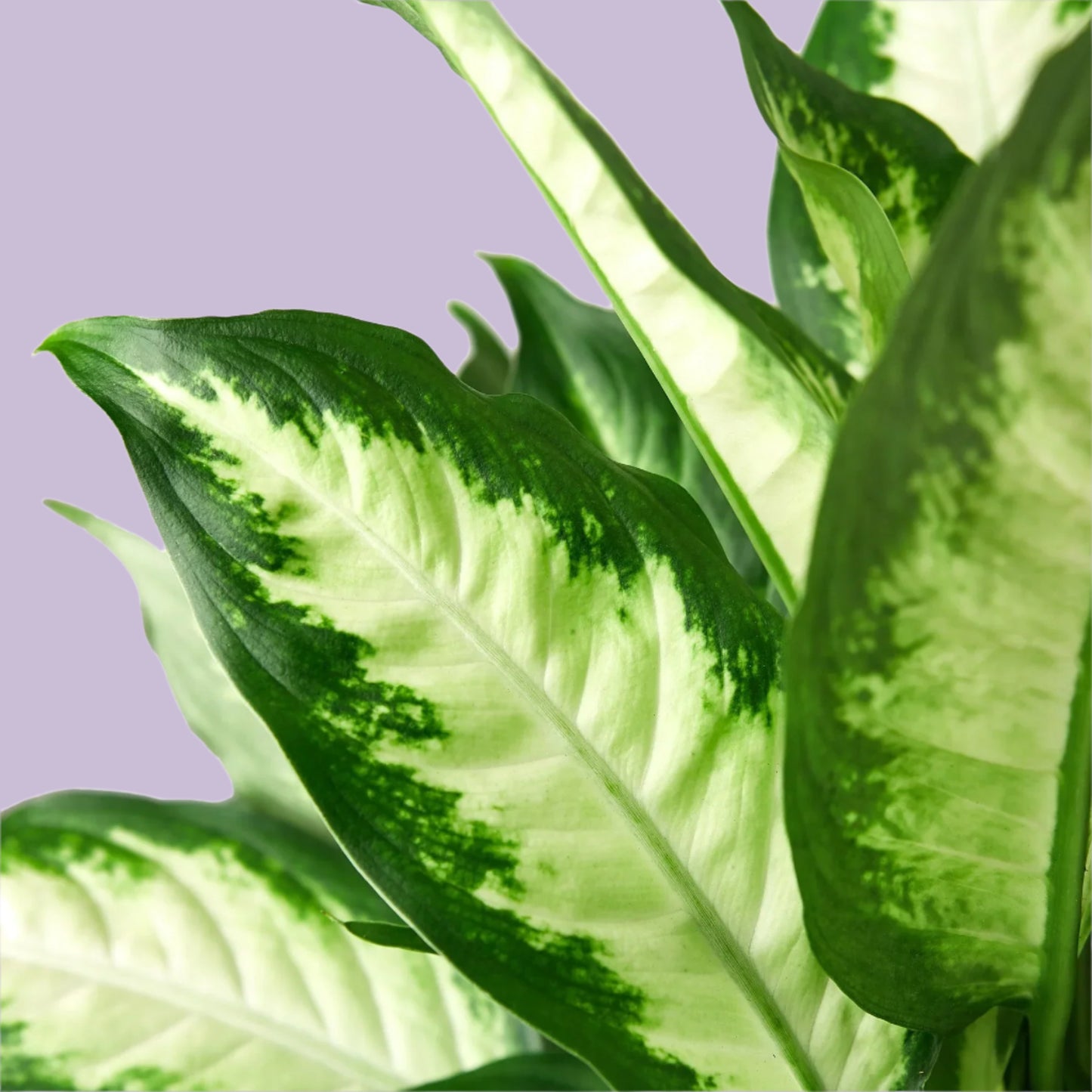Dieffenbachia Camille