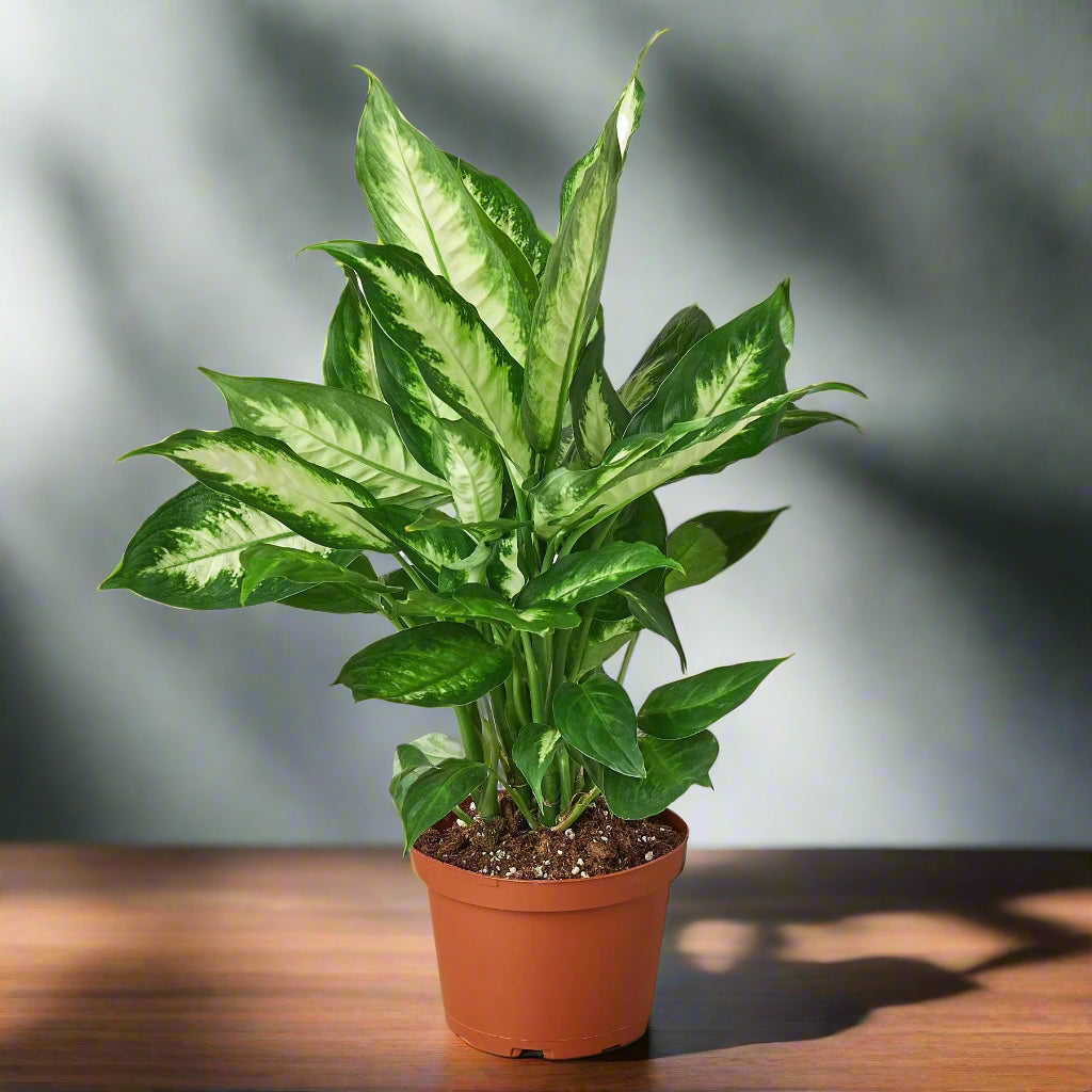 Dieffenbachia Camille
