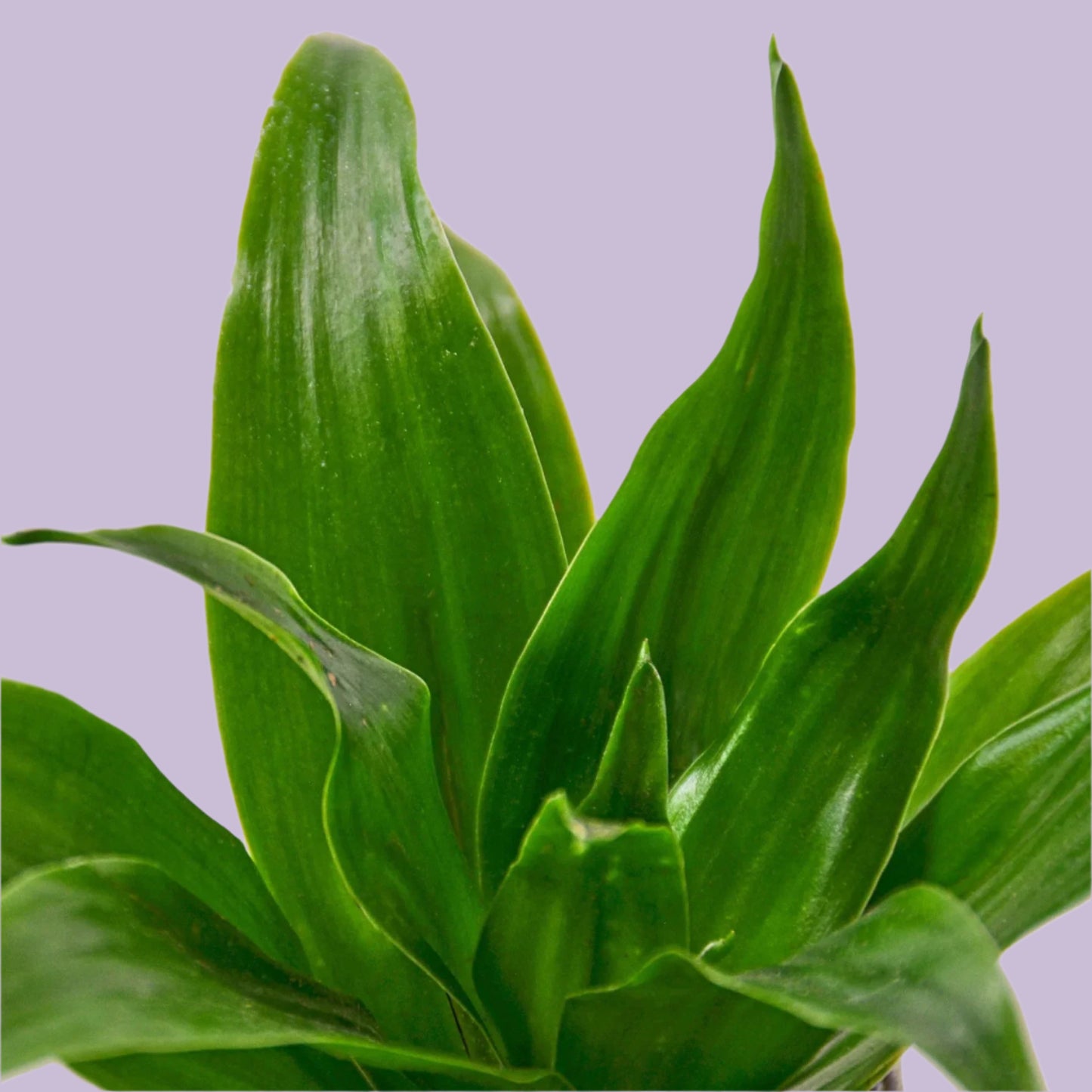 Dracaena 'Janet Craig'