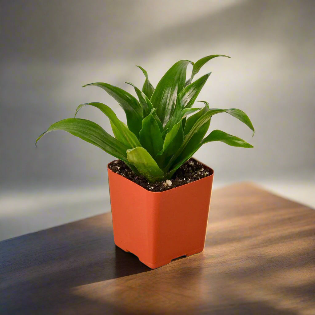 Dracaena 'Janet Craig'