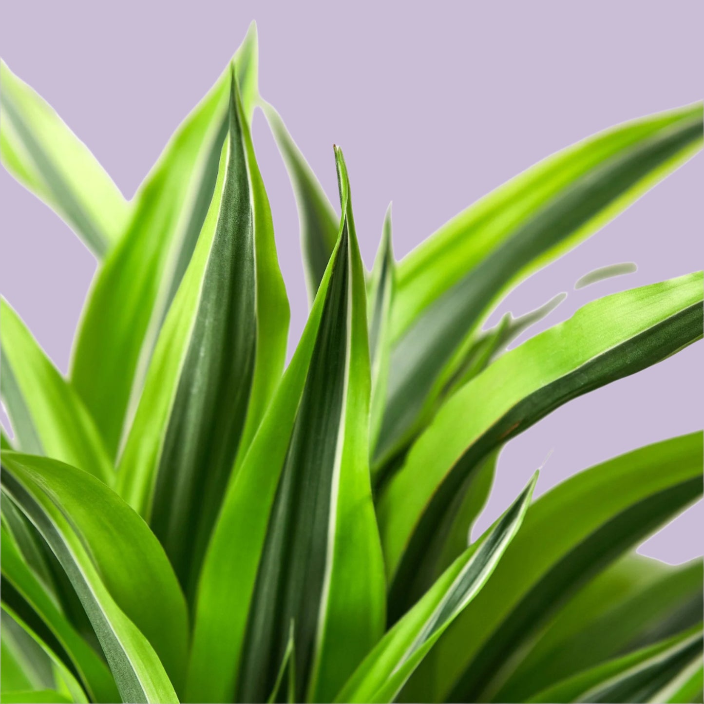 Dracaena Deremensis 'Lemon Lime'