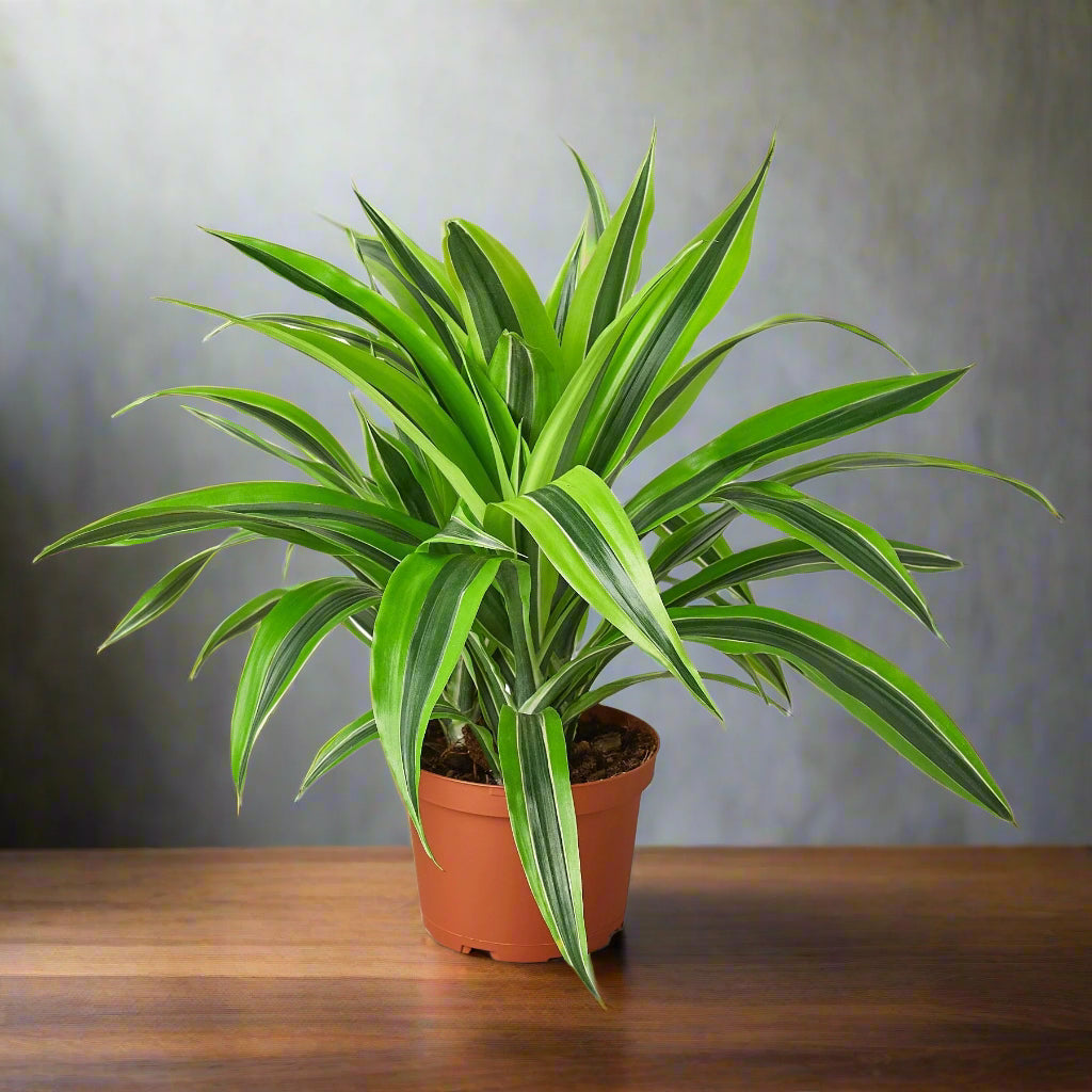 Dracaena Deremensis 'Lemon Lime'