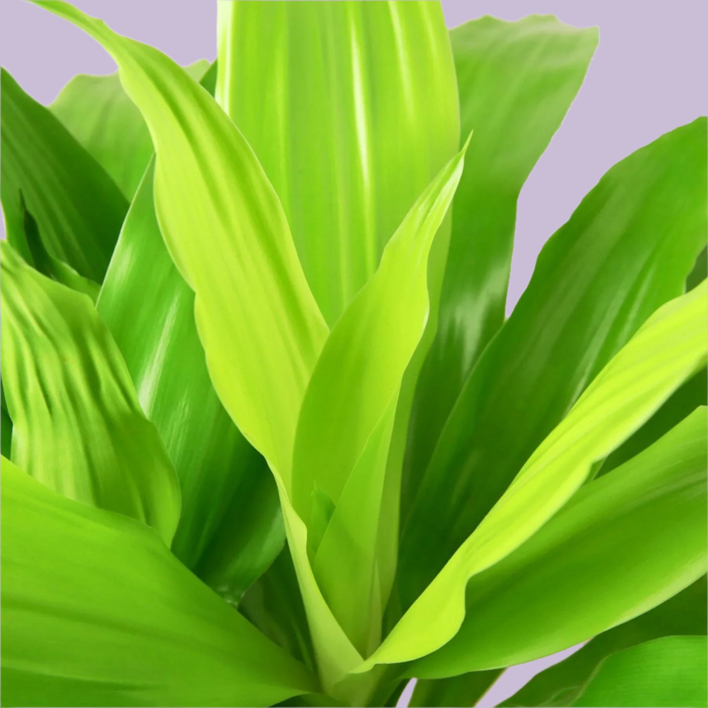 Dracaena 'Lime Light'