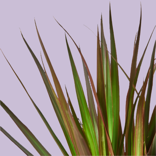 Dracaena 'Marginata Magenta'