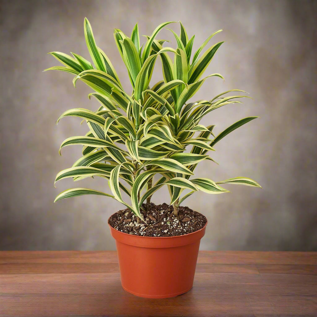 Dracaena 'Song of India'