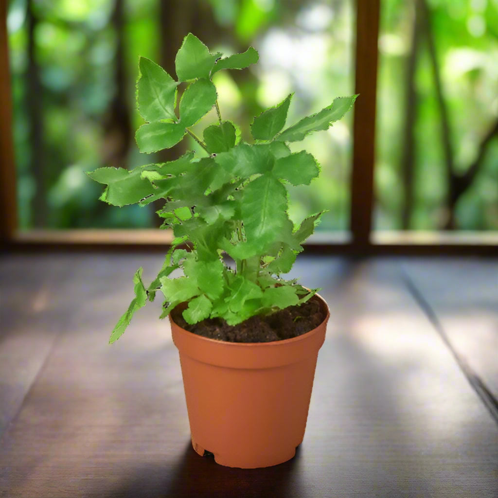 Pteris Cretica 'Albo Fern'