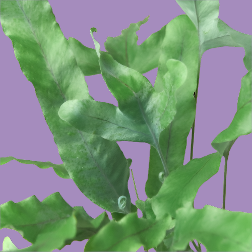 Fern 'Blue Star'