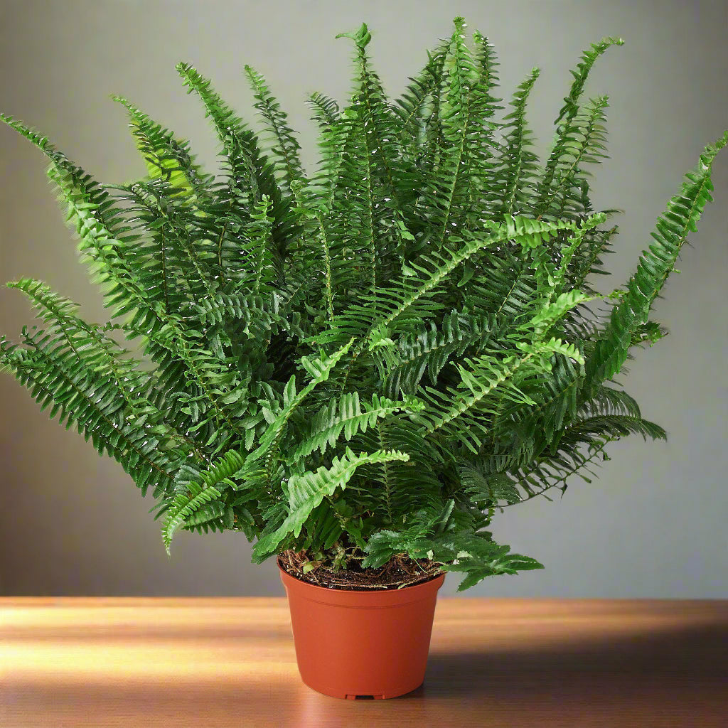 Jester's Crown Fern