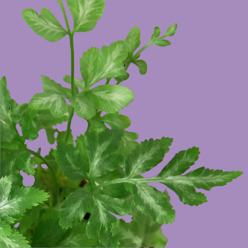 Fern 'Silver Lace'