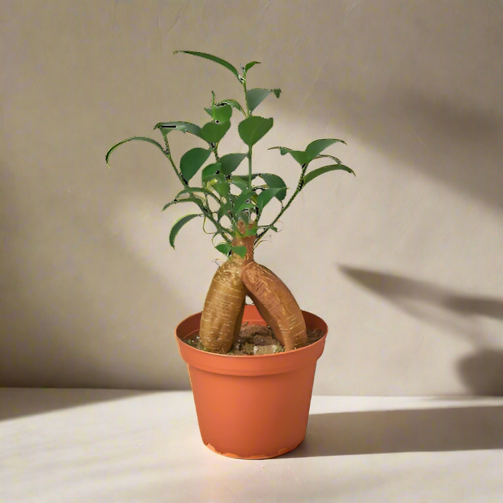Ficus 'Ginseng'