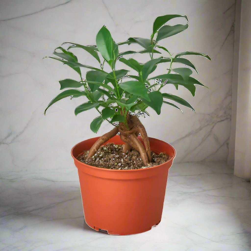 Ficus 'Ginseng'
