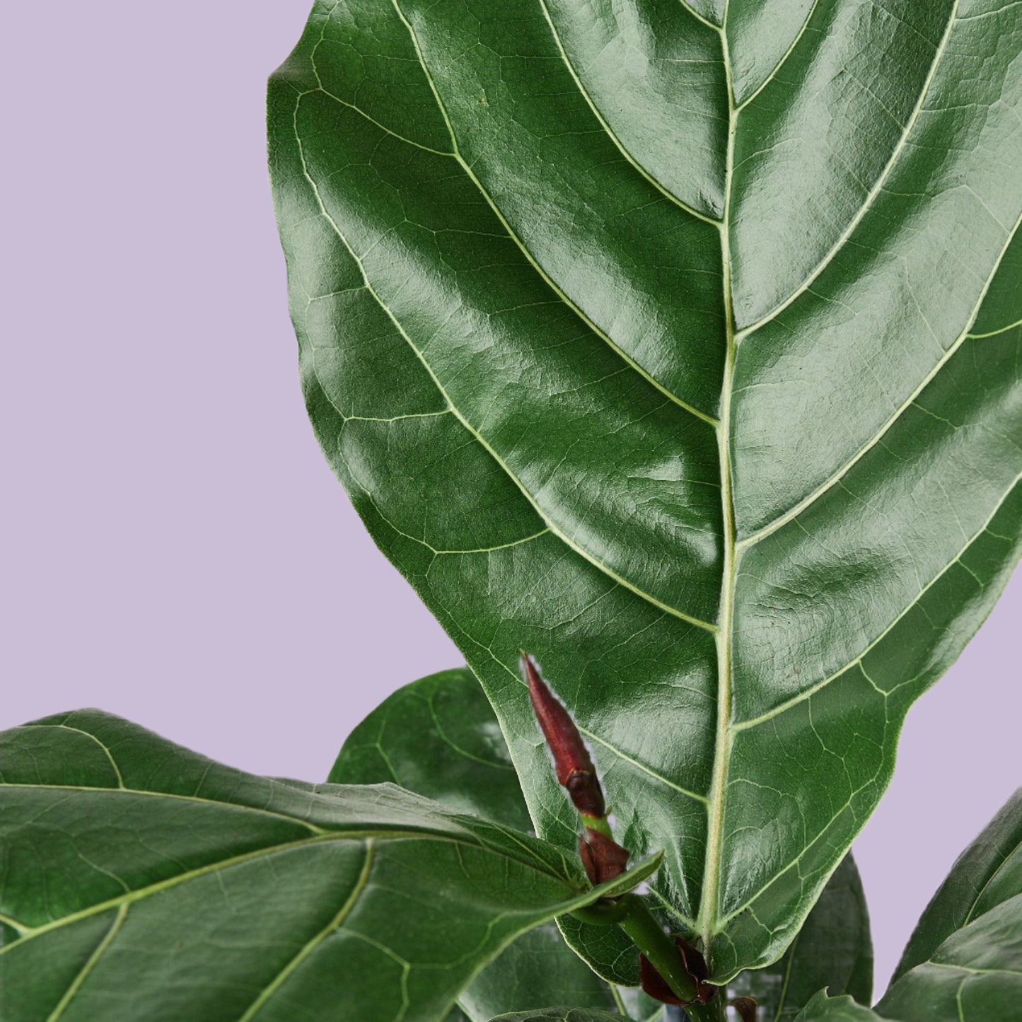 Ficus Lyrata 'Fiddle Leaf Fig'