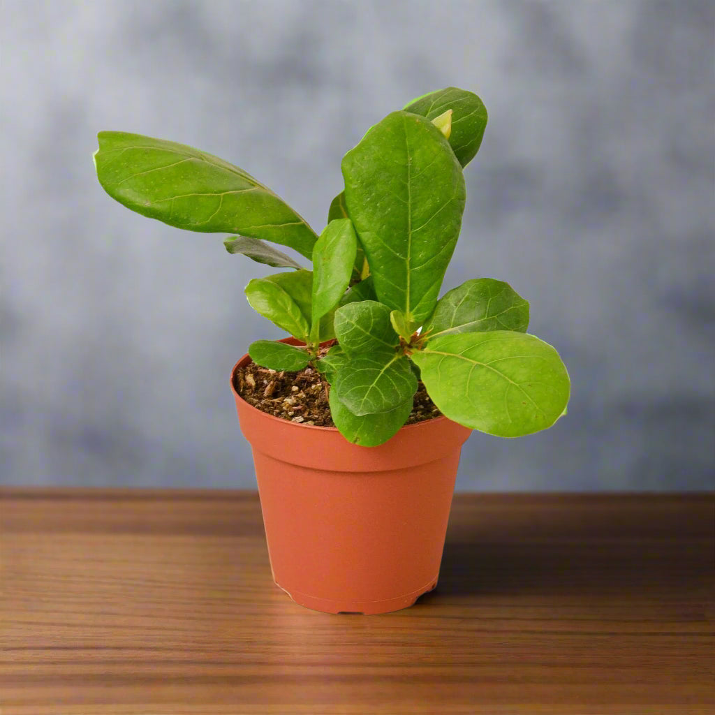Ficus Lyrata 'Fiddle Leaf Fig'