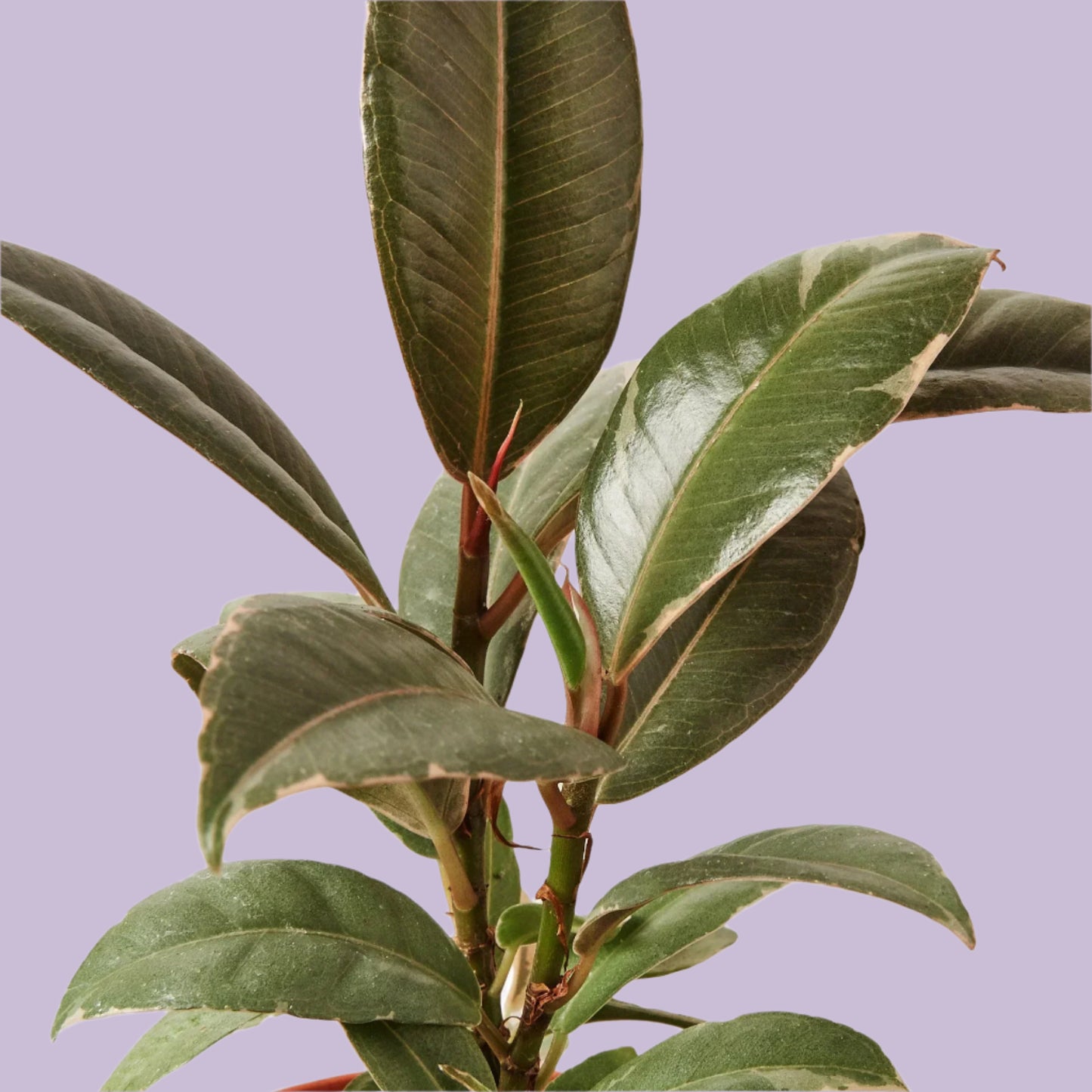 Ficus Elastica 'Tineke'