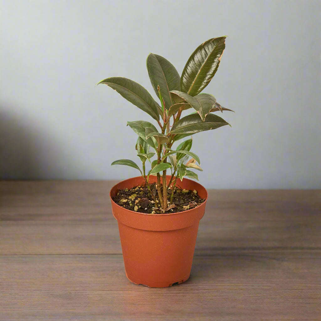 Ficus Elastica 'Tineke'