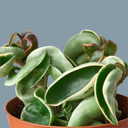 Hoya 'Rope Plant' Variegated