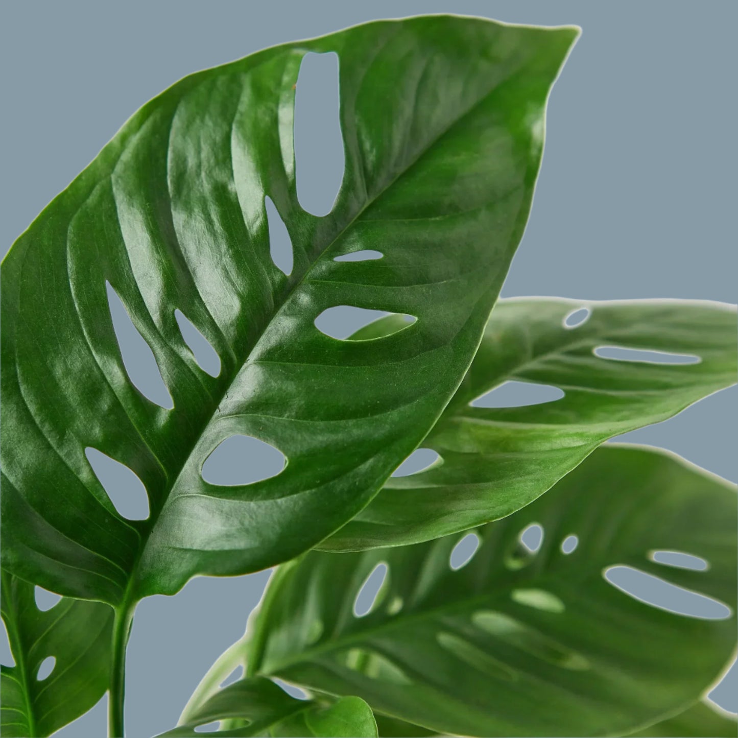 Monstera Adansonii 'Swiss Cheese'