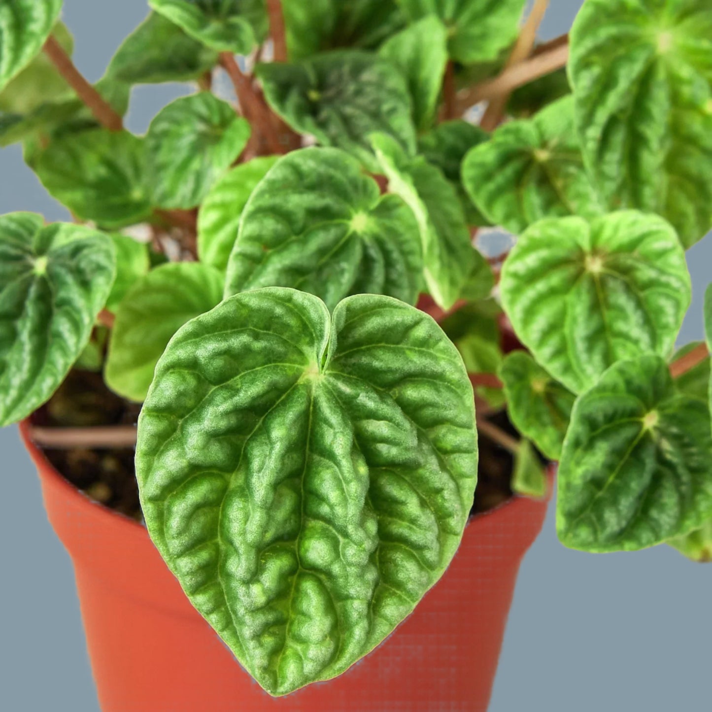 Peperomia 'Ripple'