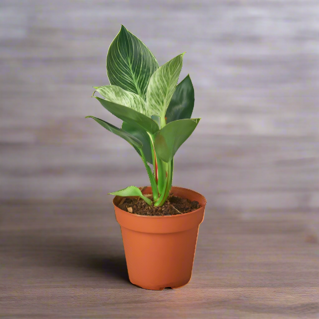 Philodendron 'Birkin'