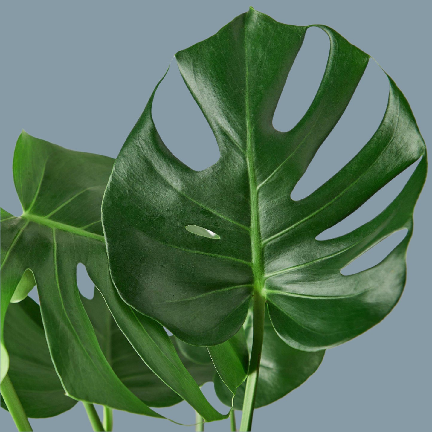 Philodendron Monstera Split-Leaf