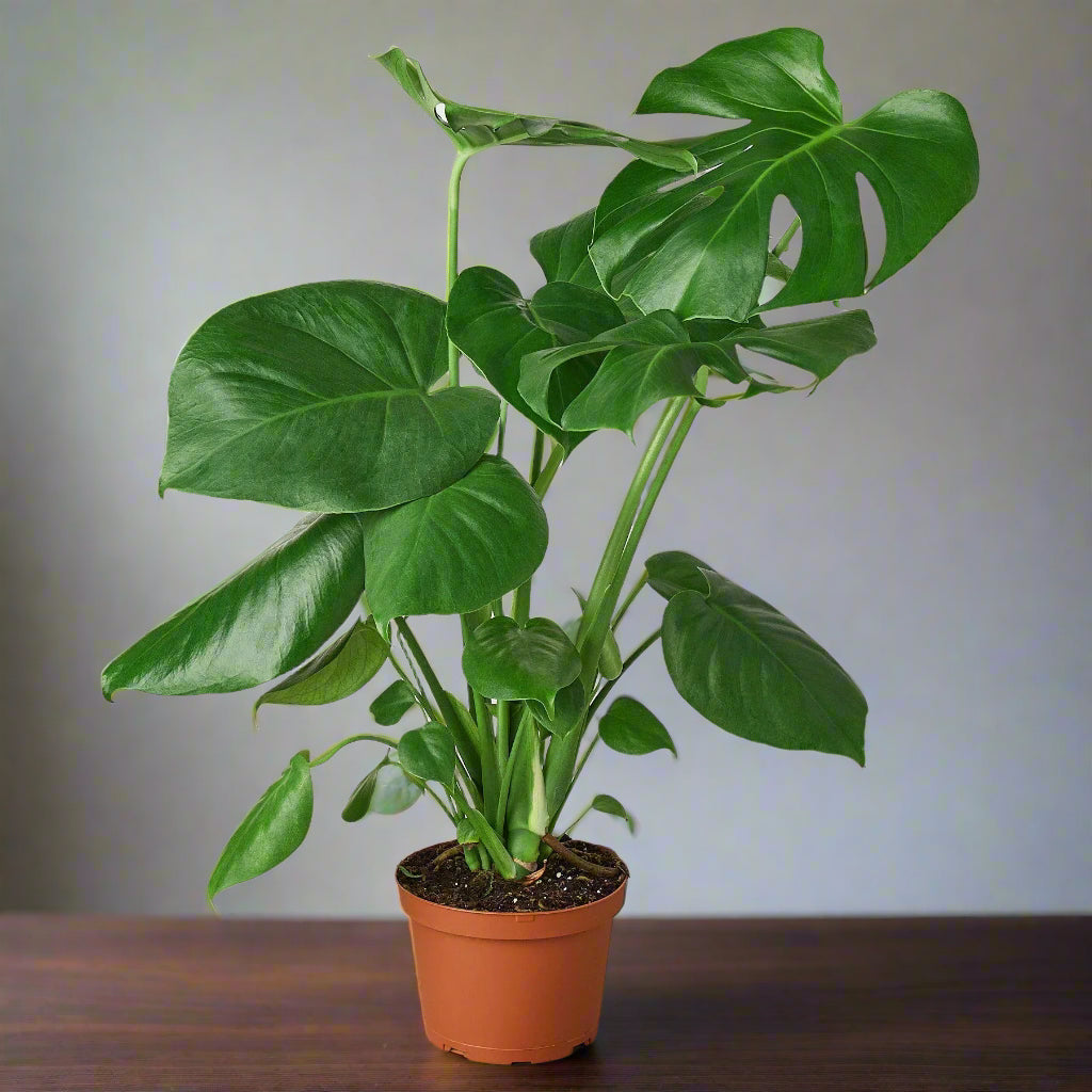 Philodendron Monstera Split-Leaf