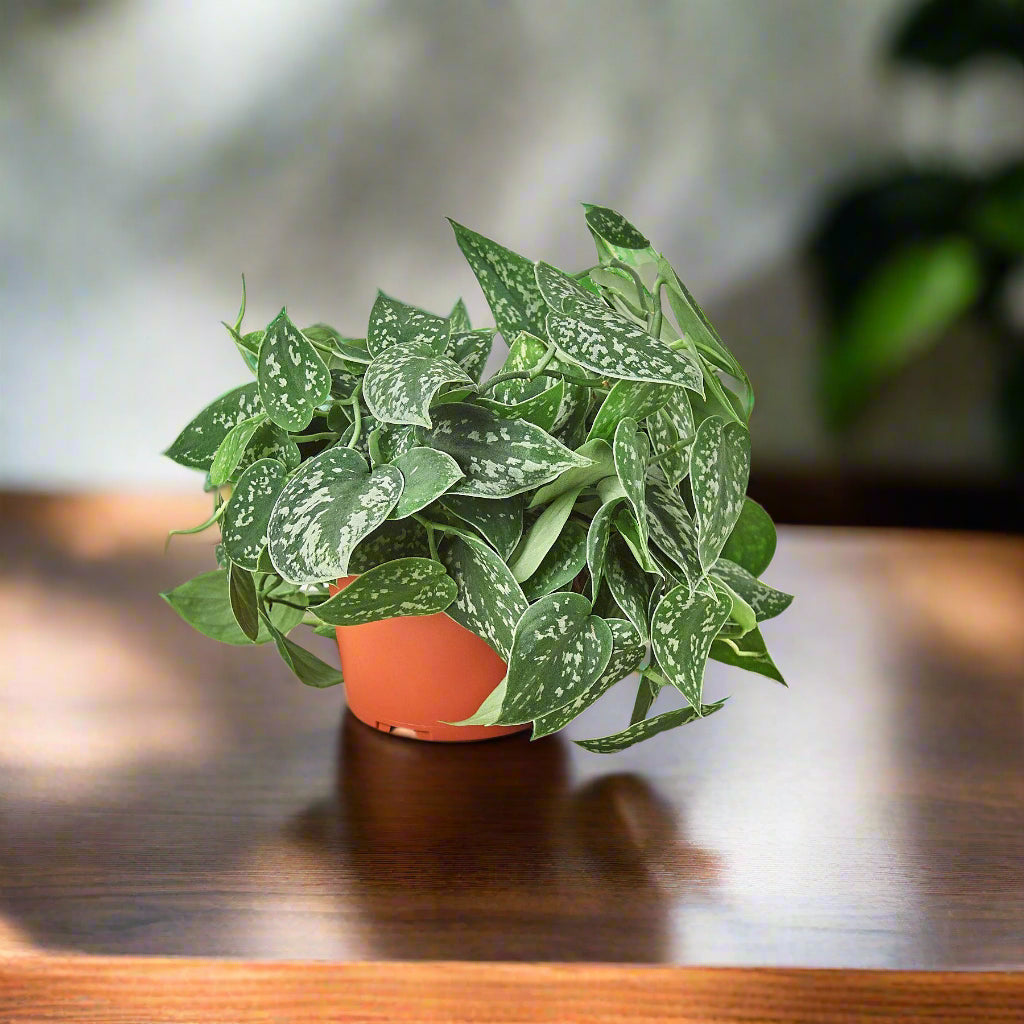 Pothos 'Satin' - House Plant Shop